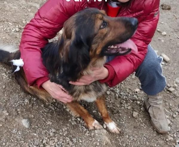 Aron 2anni meraviglioso rimasto solo in box COSENZA Foto 5